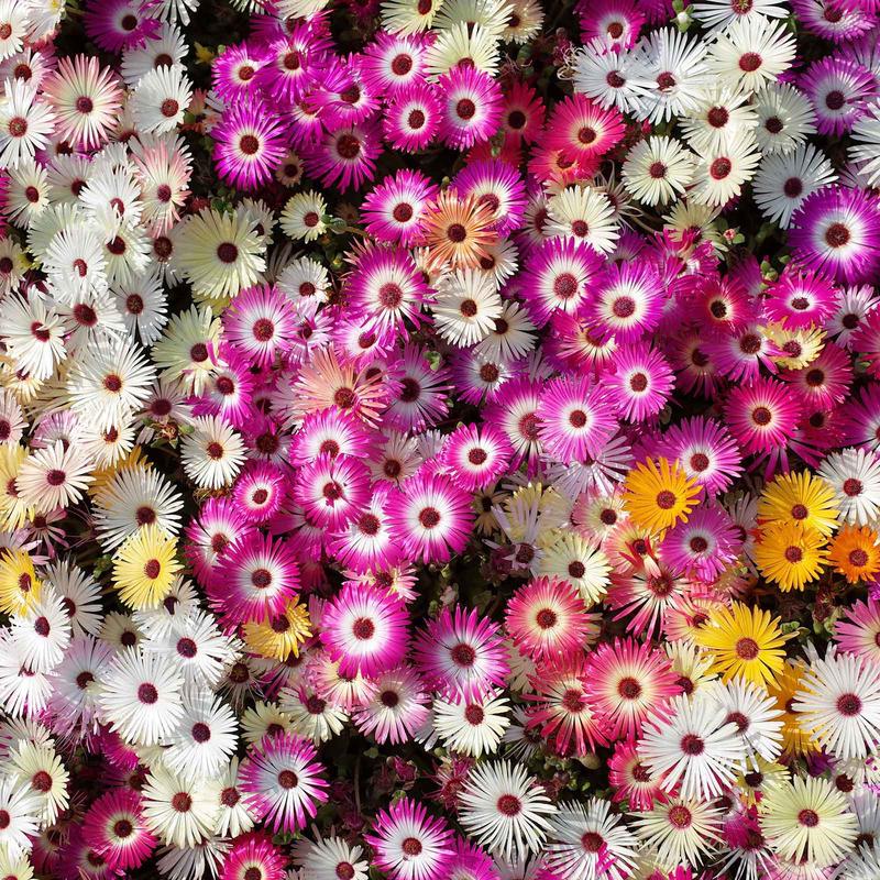 Daisy Seeds (Ice Plant) – Livingstone Mix