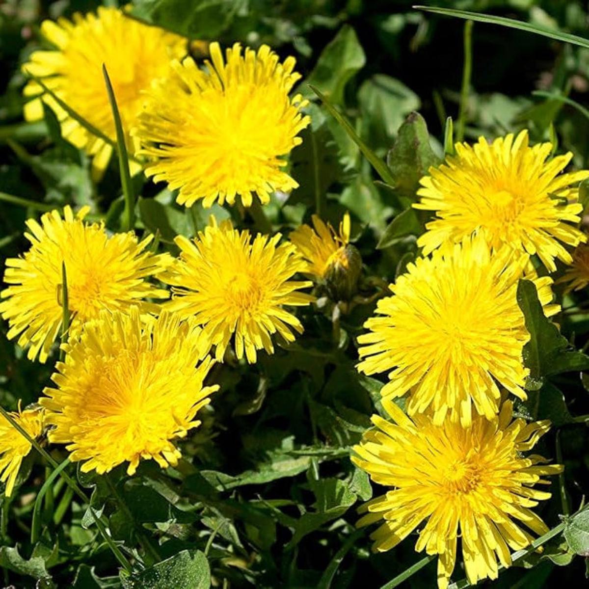 Dandelion (Taraxacum Officinale) Flower Seeds for Planting  Heirloom, Non-GMO, Edible Greens