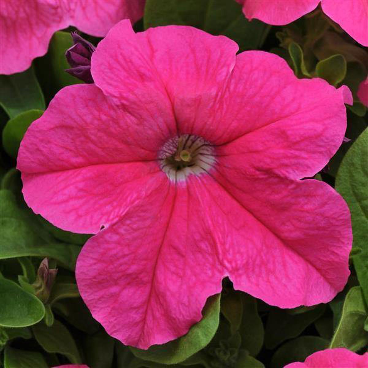 Deep Pink Petunia Flower Seeds for Planting – Heirloom, NON-GMO Seeds for Vibrant Garden Blooms