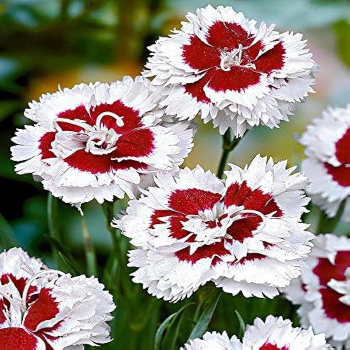 Dianthus Red White Flower seeds for Planting – Cottage Garden Essential, Heirloom & GMO Free Seeds for Home Garden