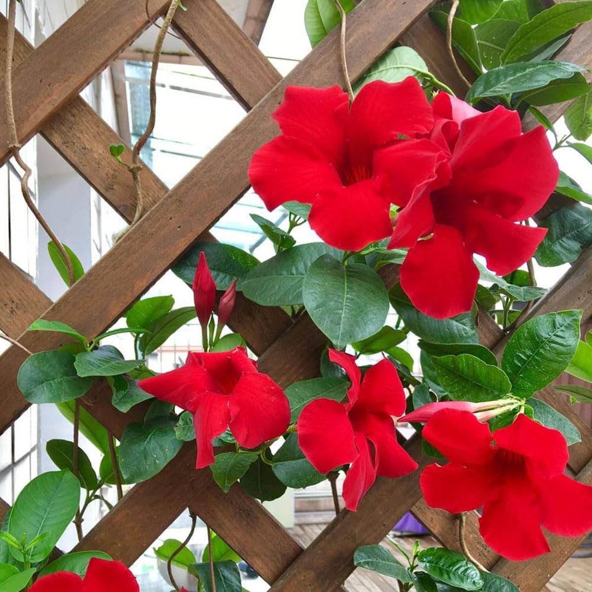 Dipladenia Flower seeds for Planting Colorful Display Heirloom & GMO Free Seeds for Home Garden