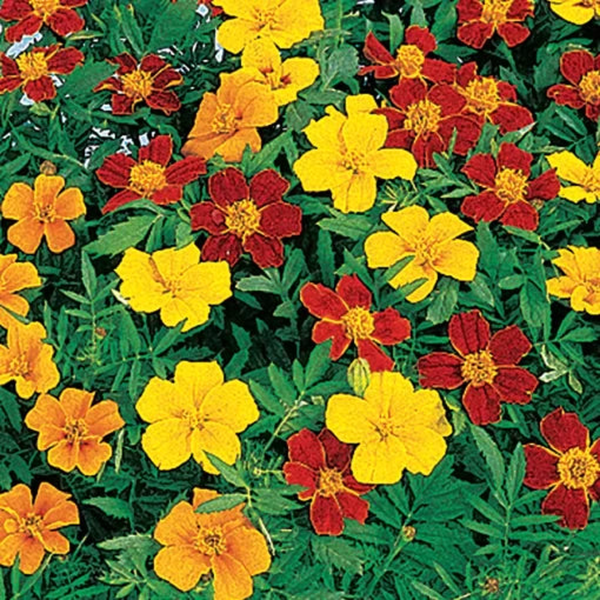 Disco Marigold Mix Seeds | Bright Decorative Marigold Variety  Heirloom, Non-GMO, High Germination Organic Garden Seeds