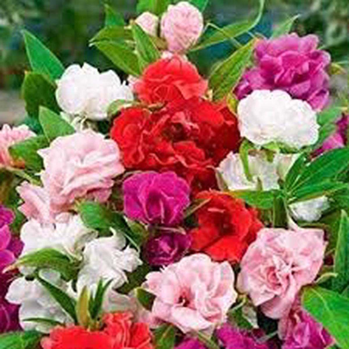 Double Camellia Mixed Flower Seeds for Planting  Wildflower Mix, Heirloom & Non-GMO Organic Garden Seeds