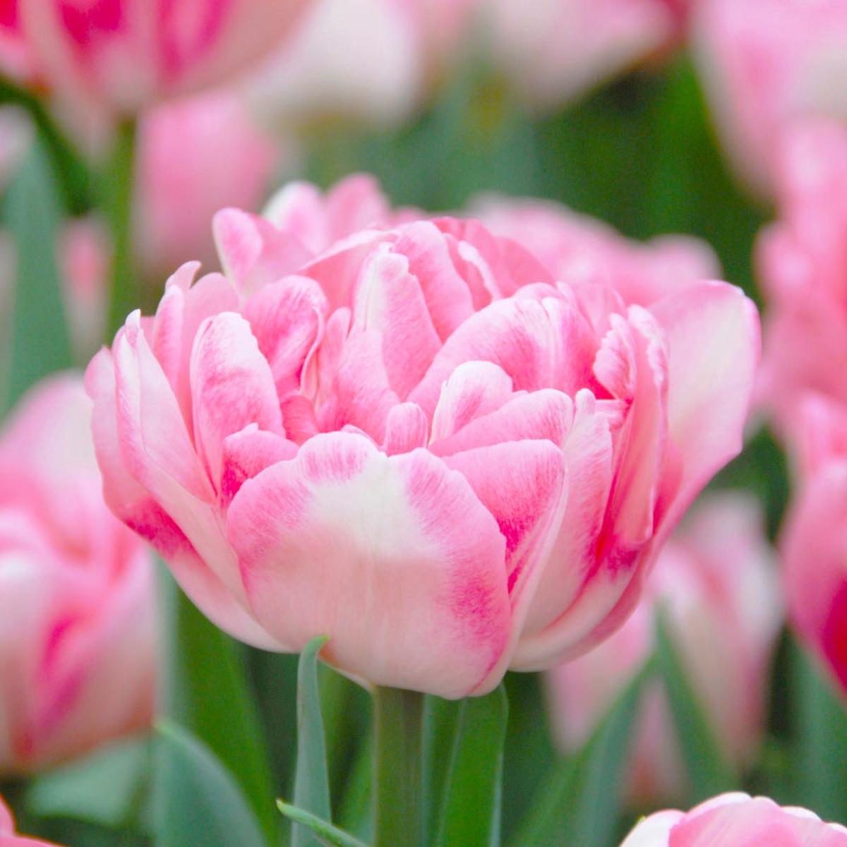 Double Tulip Flower Seeds for Planting  Heirloom, Non-GMO, High Germination Hardy Garden Seeds