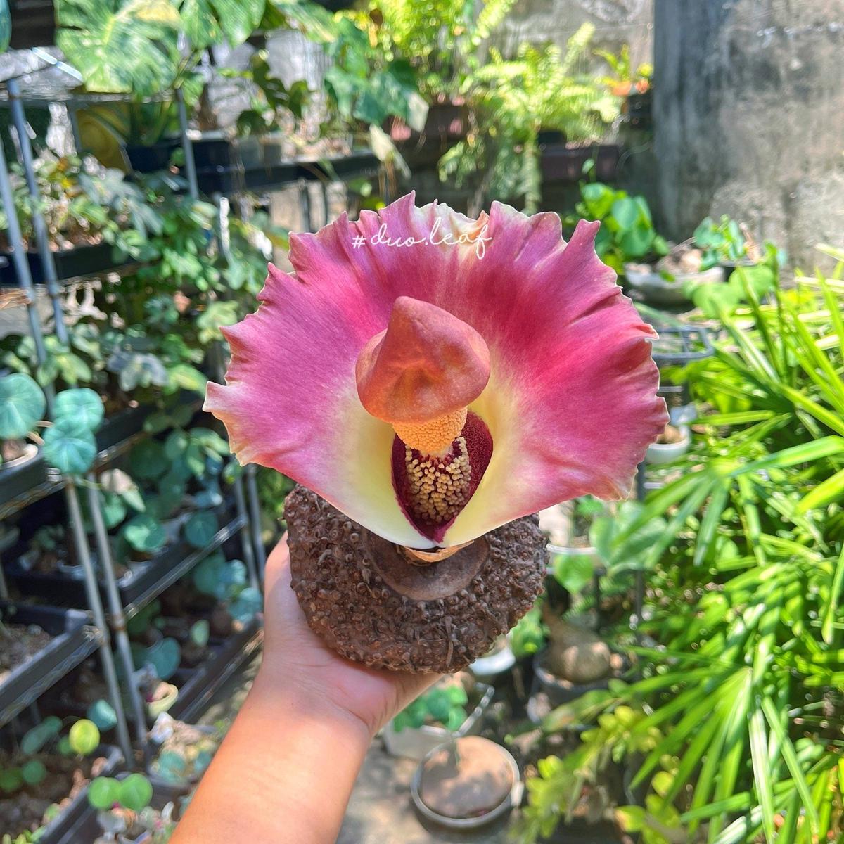 Elephant Foot Yam Flower seeds for Planting – Vibrant Colors, Heirloom & GMO Free Seeds for Home Garden