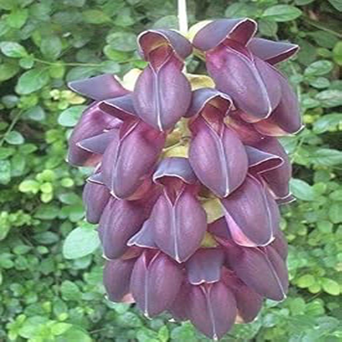 Endangered Jade Flower seeds for Planting – Seasonal Bloomer, Heirloom & GMO Free Seeds for Home Garden
