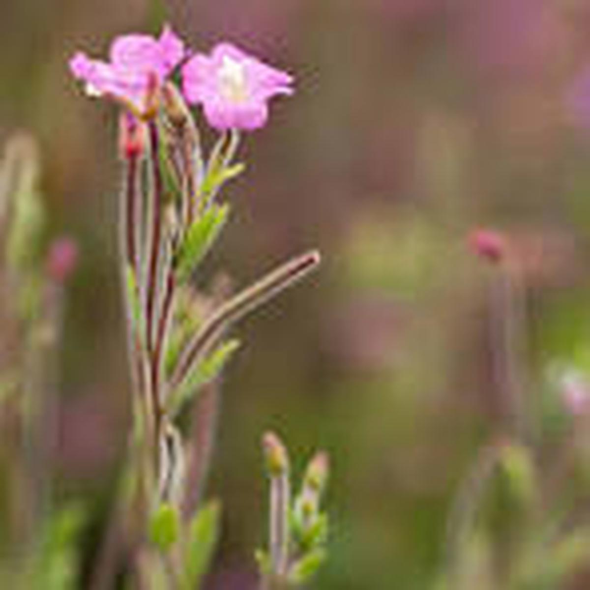 Epilobium Flower Seeds for Planting – Bright Blooms, Heirloom, Non-GMO, High Germination, 100pcs