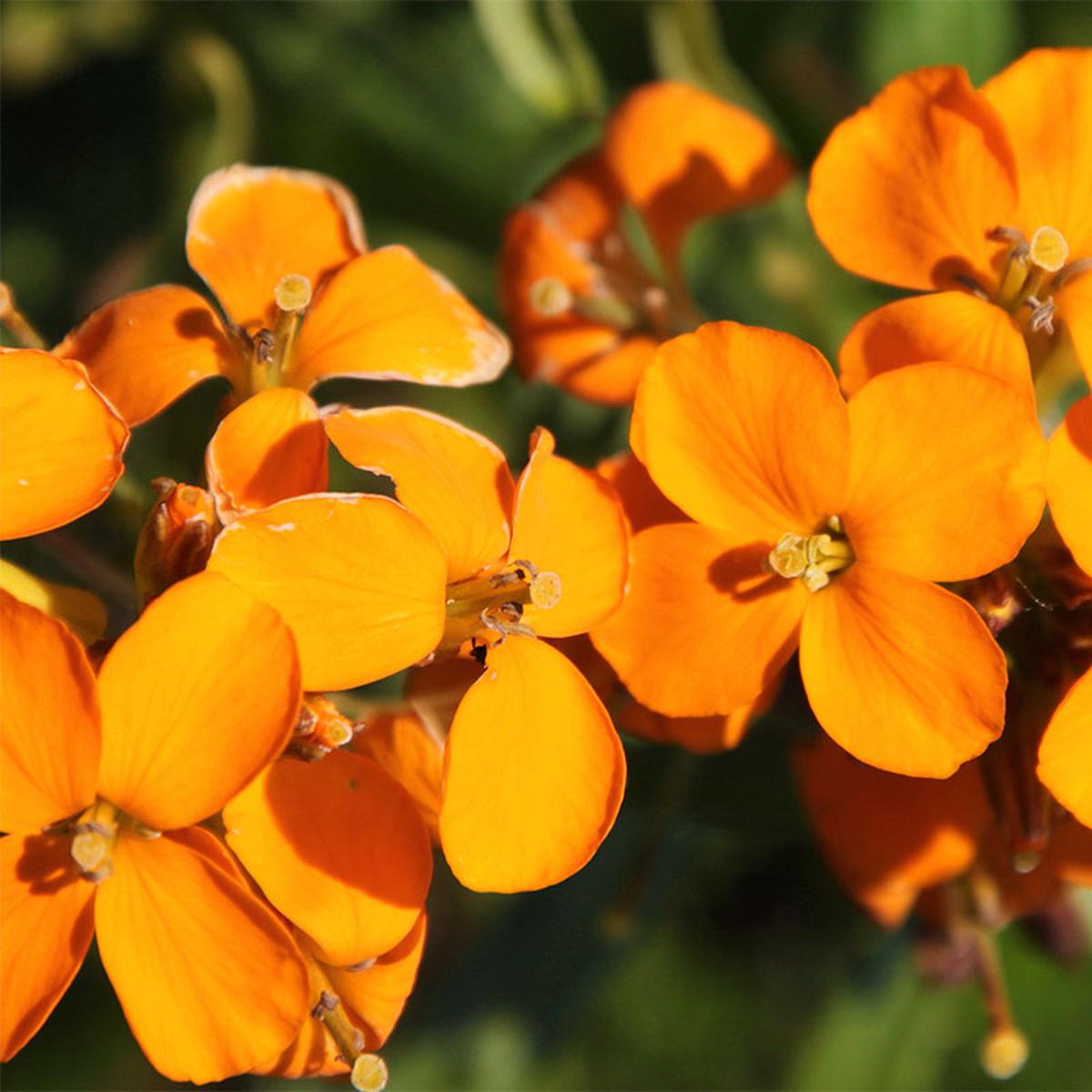 Erysimum Flower Seeds for Planting  Heirloom, Non-GMO, High Germination Wildflower Mix Seeds