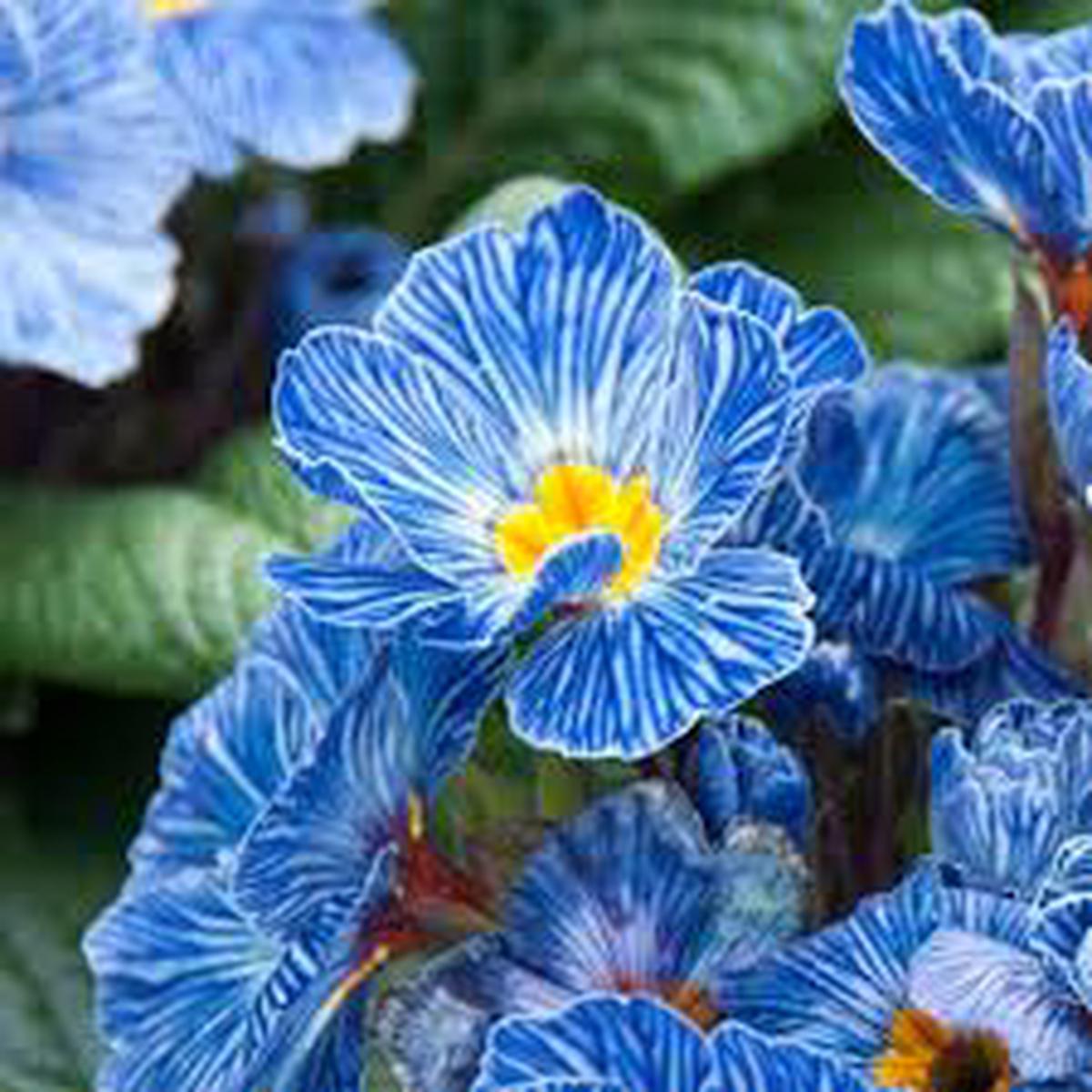Europe Primula Acaulis Flower Seeds for Planting  Easy to Grow, Heirloom, Non-GMO Organic Garden Seeds