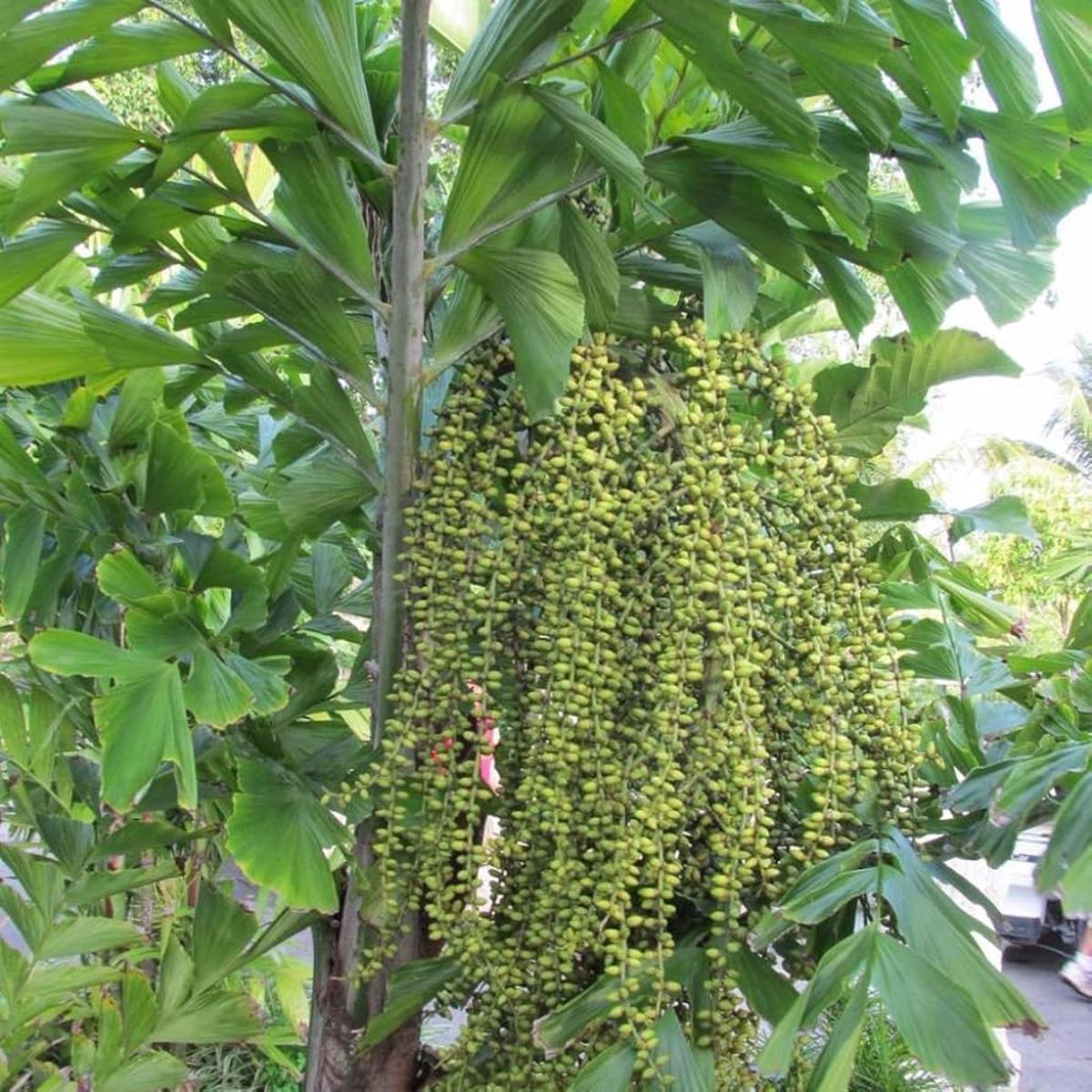 Fishtail Palm (Caryota Mitis) Seeds  Heirloom Non-GMO Seeds for Tropical and Indoor Planting