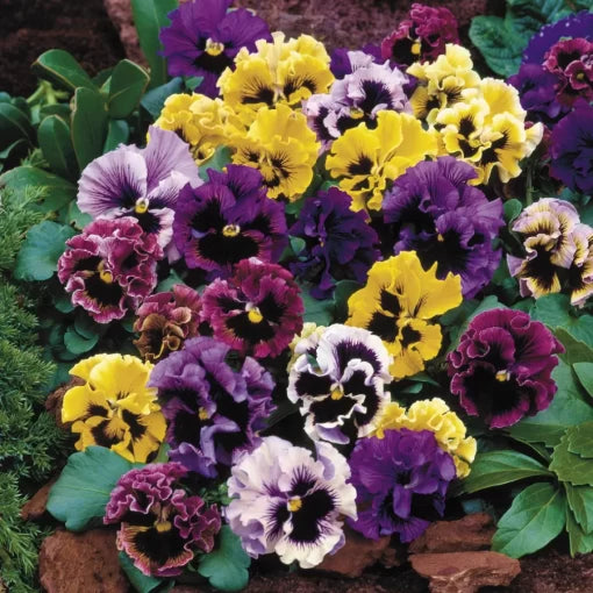 Flirty Skirts Pansy Mix Seeds | Ruffled Multicolor Pansy Blend  Heirloom, Non-GMO, High Germination Organic Garden Seeds