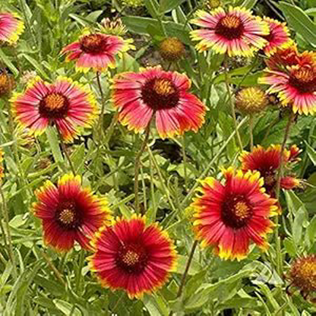 Gaillardia Aristata Tokajar Perennial Flower Seeds  Sun-Loving Blooms with Fiery Tones