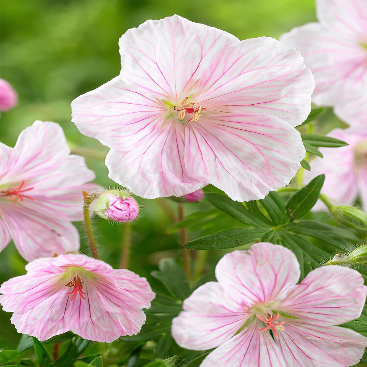 Geranium Sanguineum Var Striatum Heirloom Non-GMO Seeds for Planting  High Germination Organic Garden Seeds