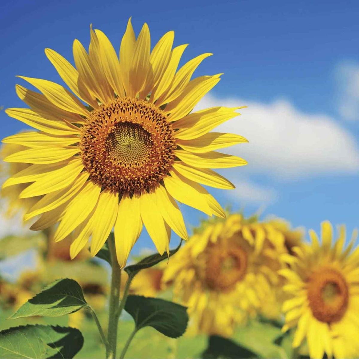 Giant Sunflower Seeds for Planting  Heirloom, Non-GMO, Tall Variety, Pollinator-Friendly, Annual