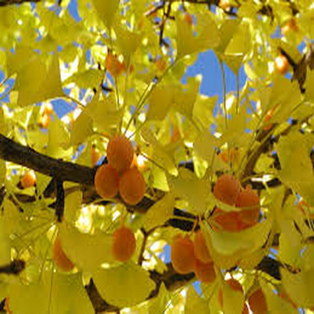 Ginkgo Flower seeds for Planting – Sun Loving, Heirloom & GMO Free Seeds for Home Garden