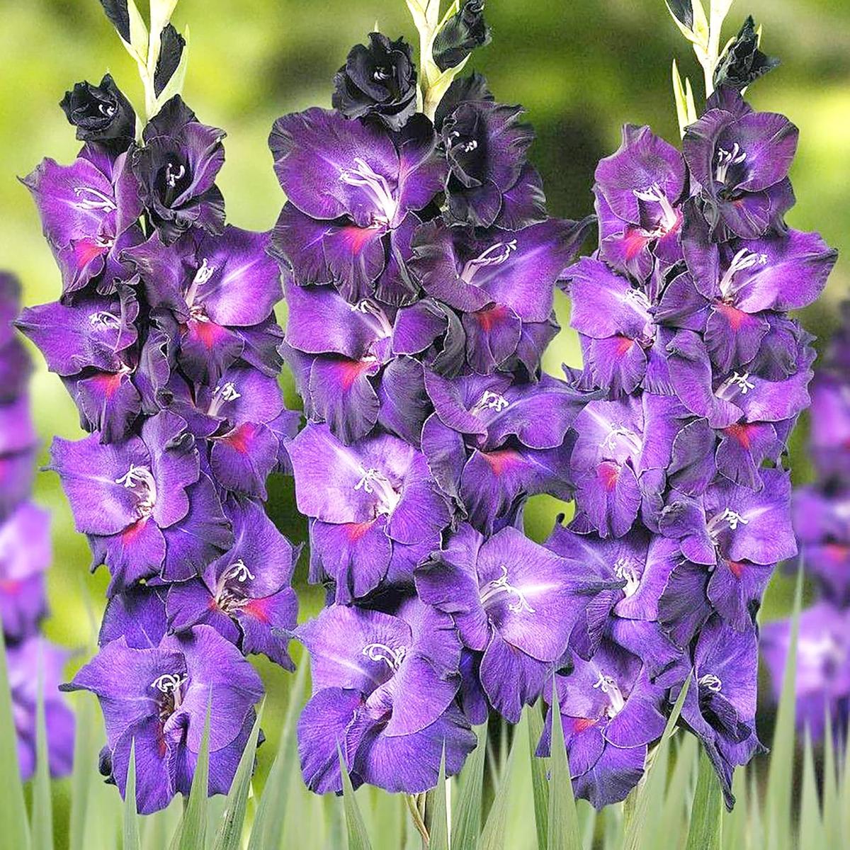 Gladiolus Flower Seeds Tall Blooming Ornamental Garden Variety
