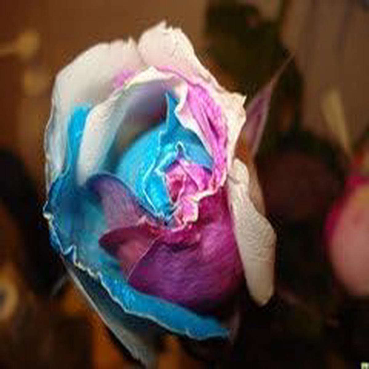 Gold Rose Flower seeds for Planting – Wildflower Mix, Heirloom & GMO Free Seeds for Home Garden