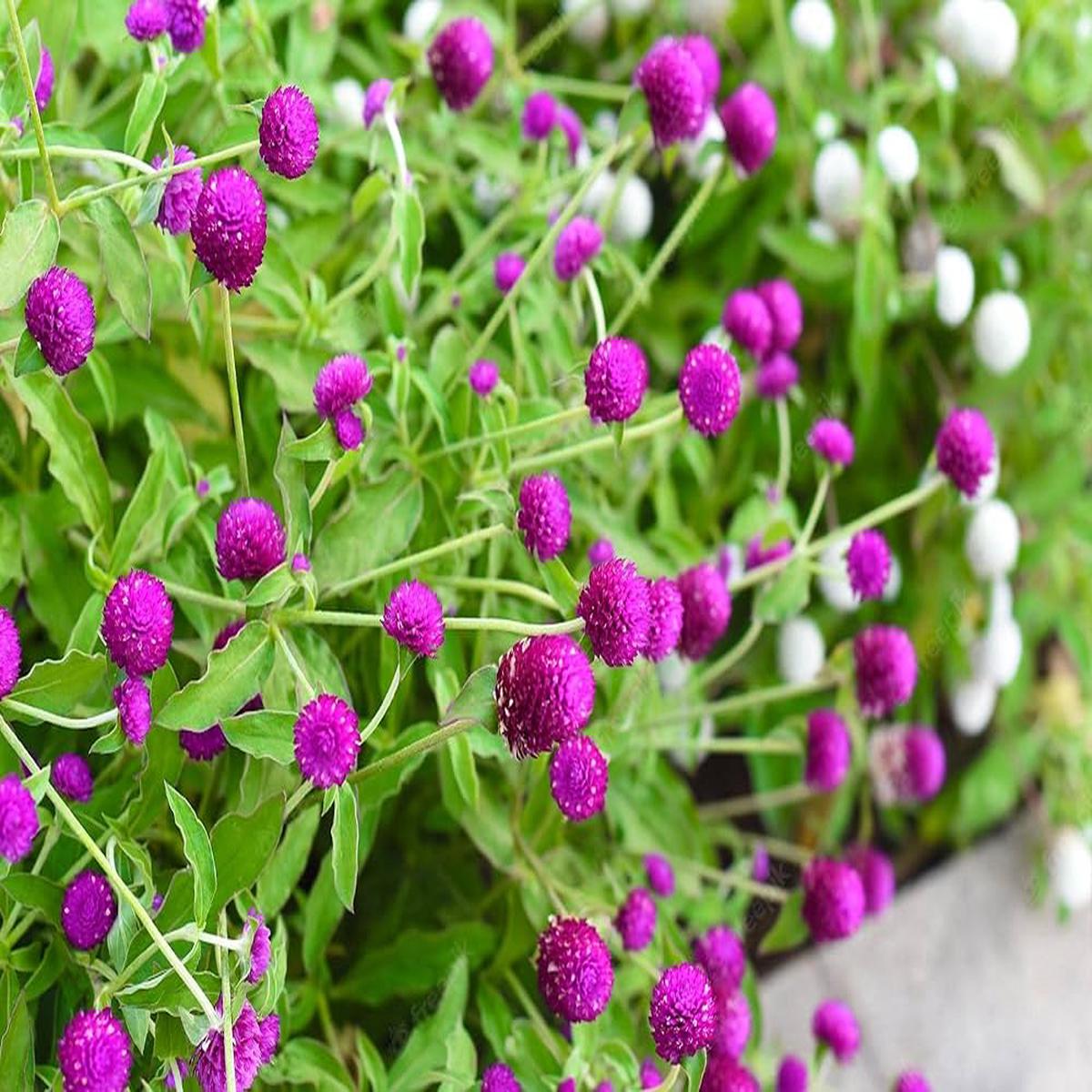 Gomphrena Higro Lila Seeds for Planting Heat-Tolerant Annual Flowers