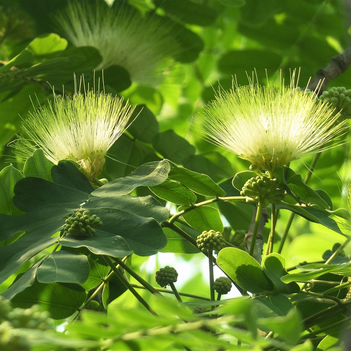 Green Albizia Flower Seeds for Planting Cut Flower Favorite Heirloom & GMO Free Seeds for Home Garden Sale