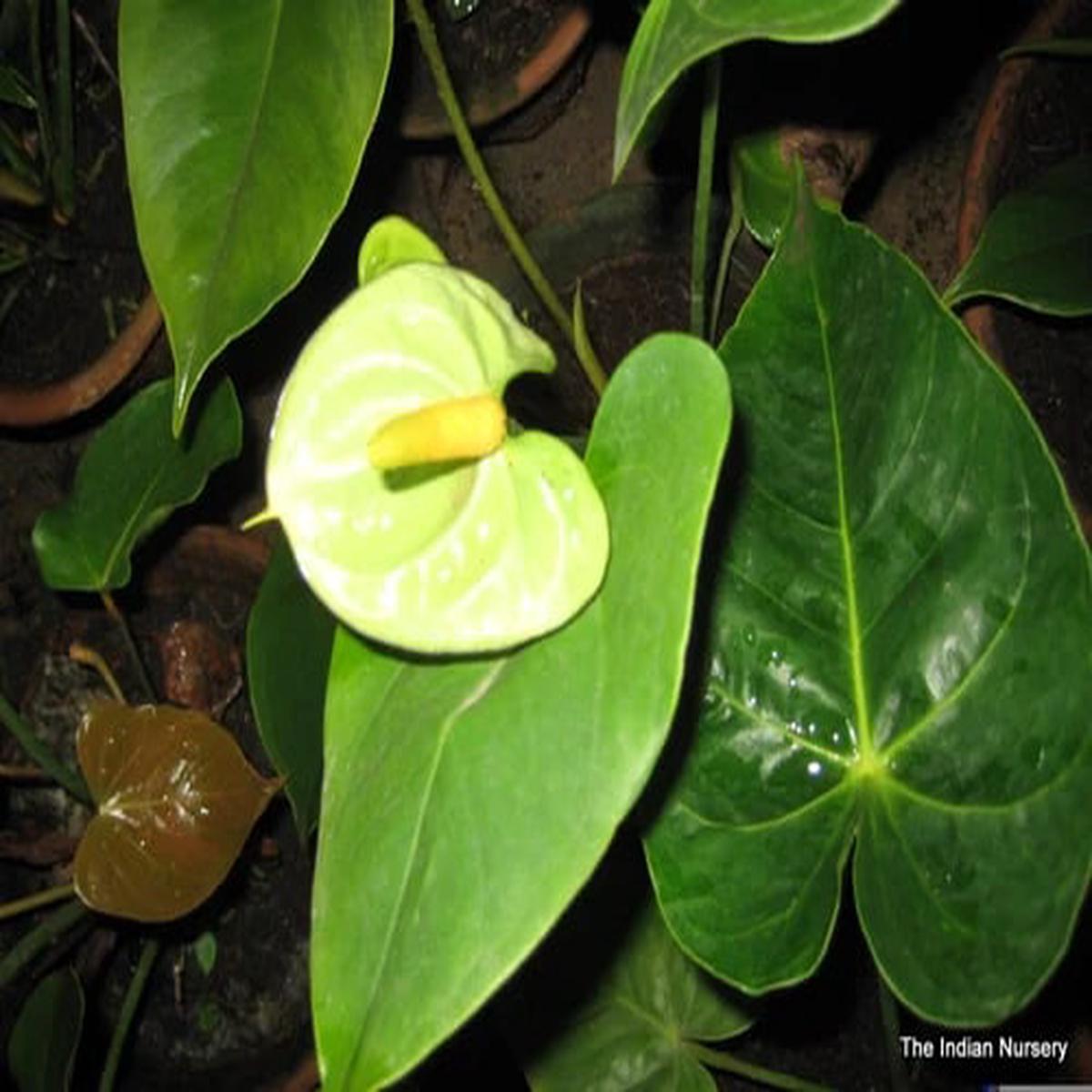 Green Anthurium Perennial Flower Seeds for Planting Heirloom Non-GMO High Germination Organic Garden Seeds