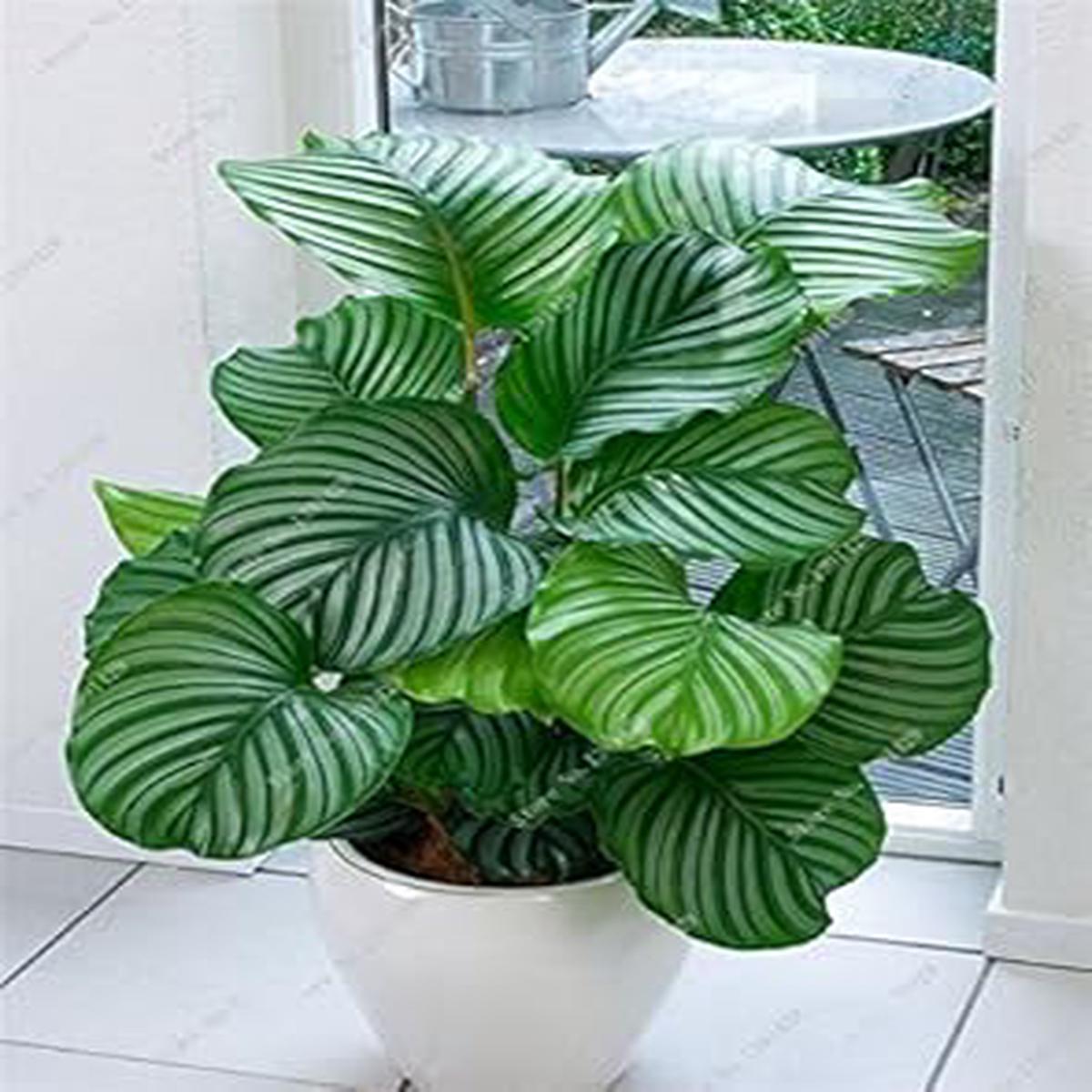 Green Calathea Flower seeds for Planting – Low Maintenance, Heirloom & GMO Free Seeds for Home Garden