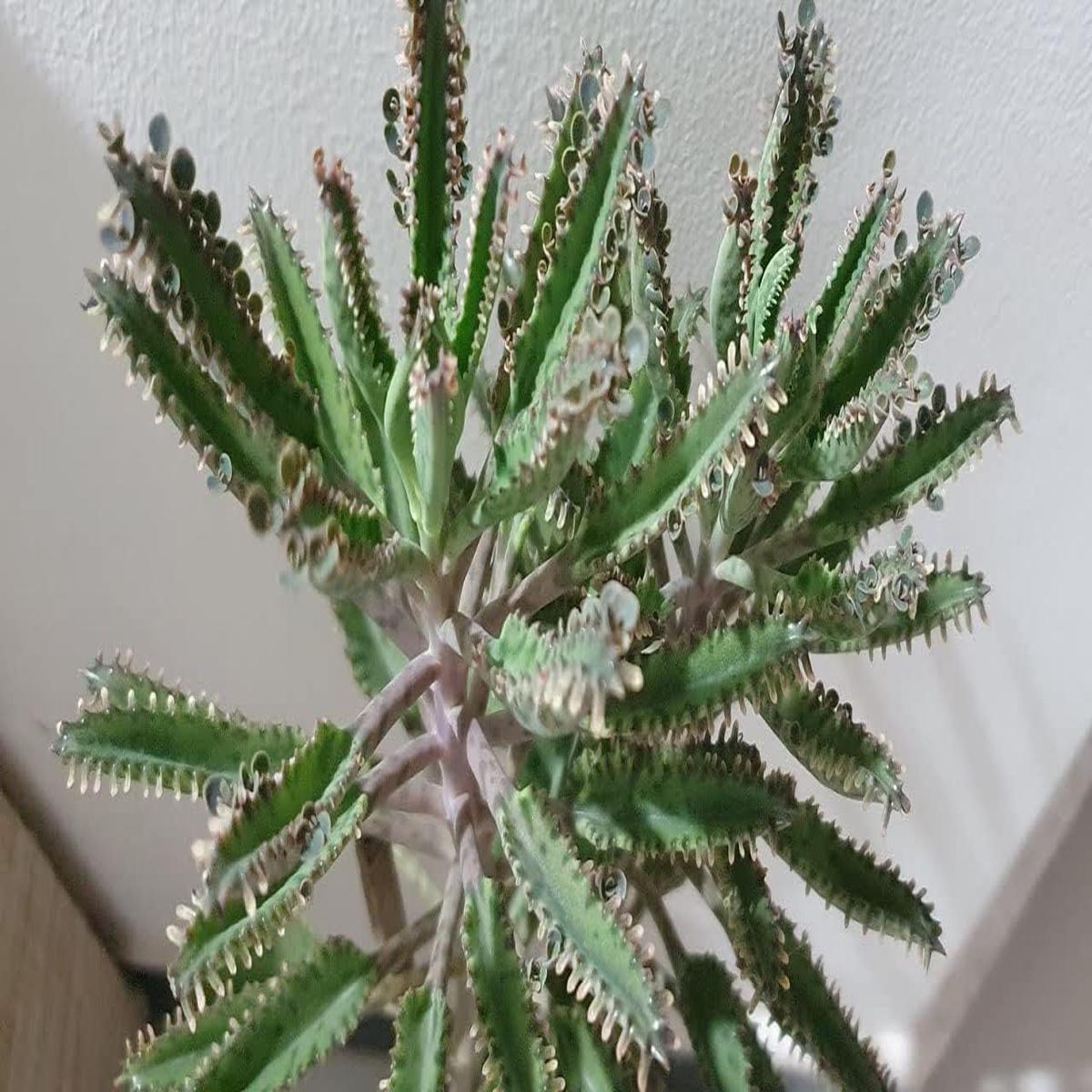 Green Chandelier Plant Seeds Heirloom Non-GMO High Germination Organic Garden Seeds for Planting in Pots or Succulent Beds