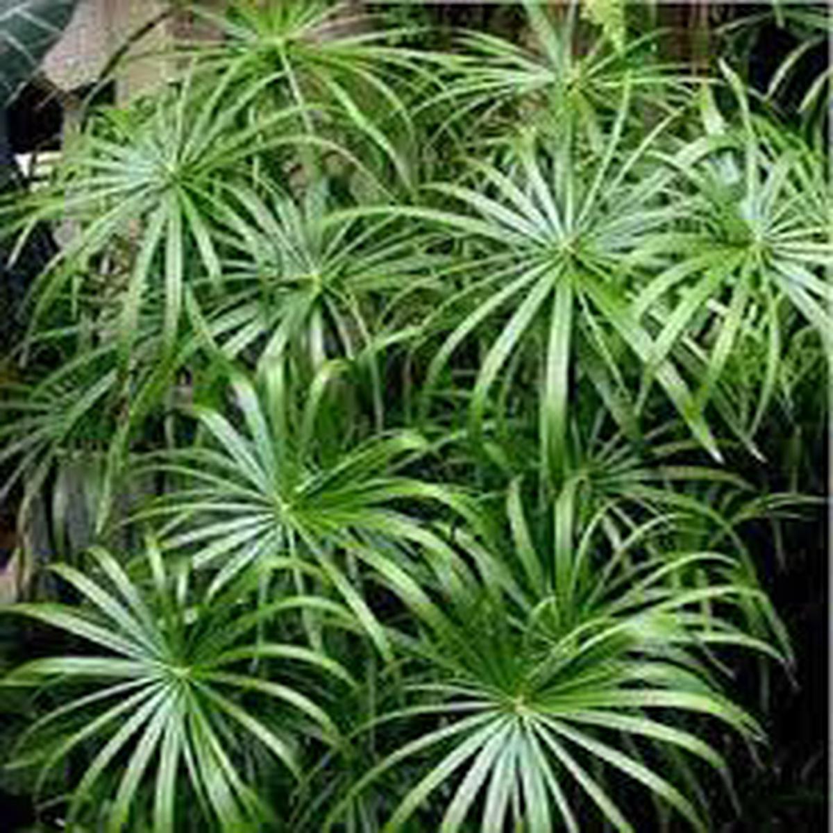 Green Cyperus Alternifolius Planting Seeds for Garden  Non-GMO, Heirloom, High Germination Seeds
