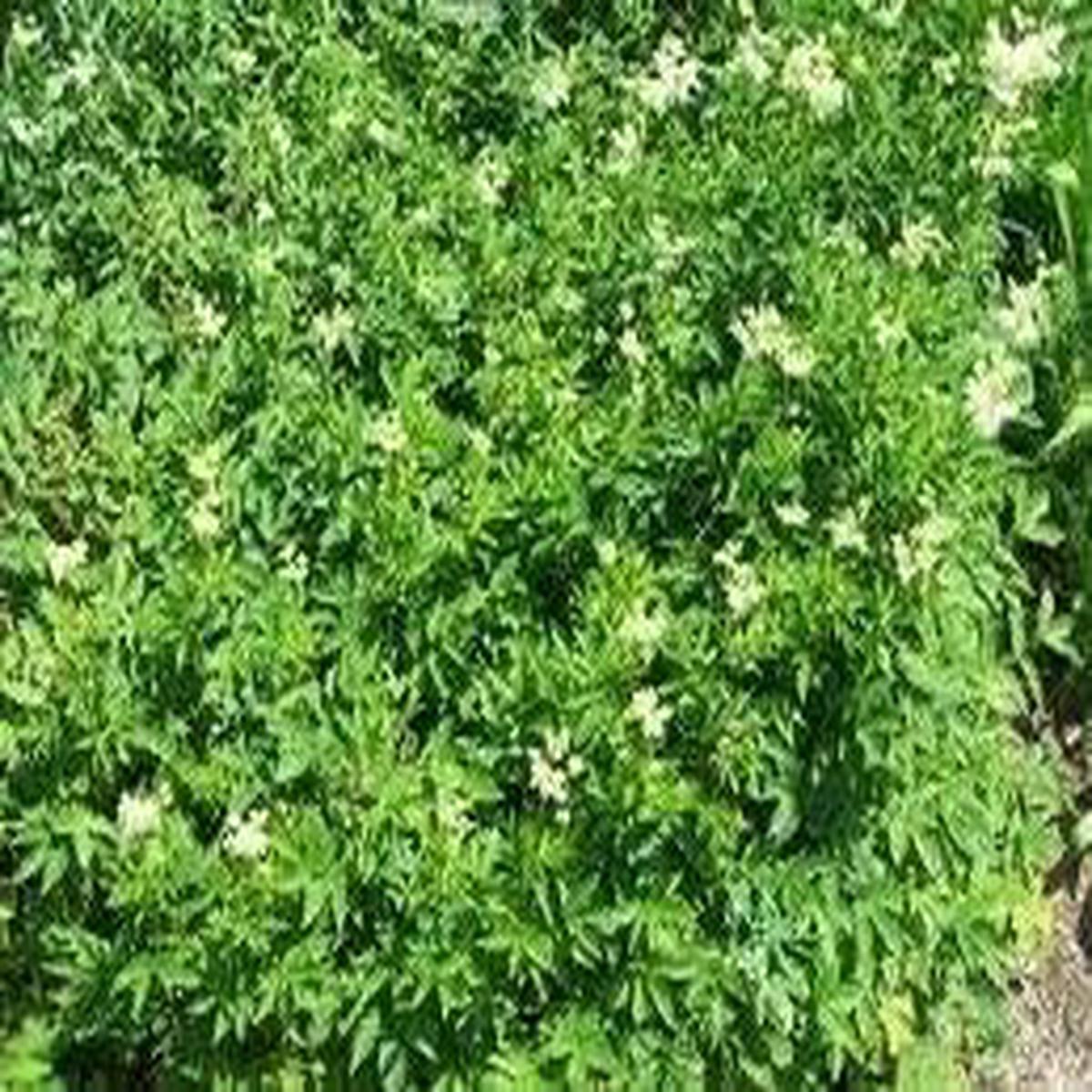 Green Filipendula Flower seeds for Planting – Fragrant Blossoms, Heirloom & GMO Free Seeds for Home Garden