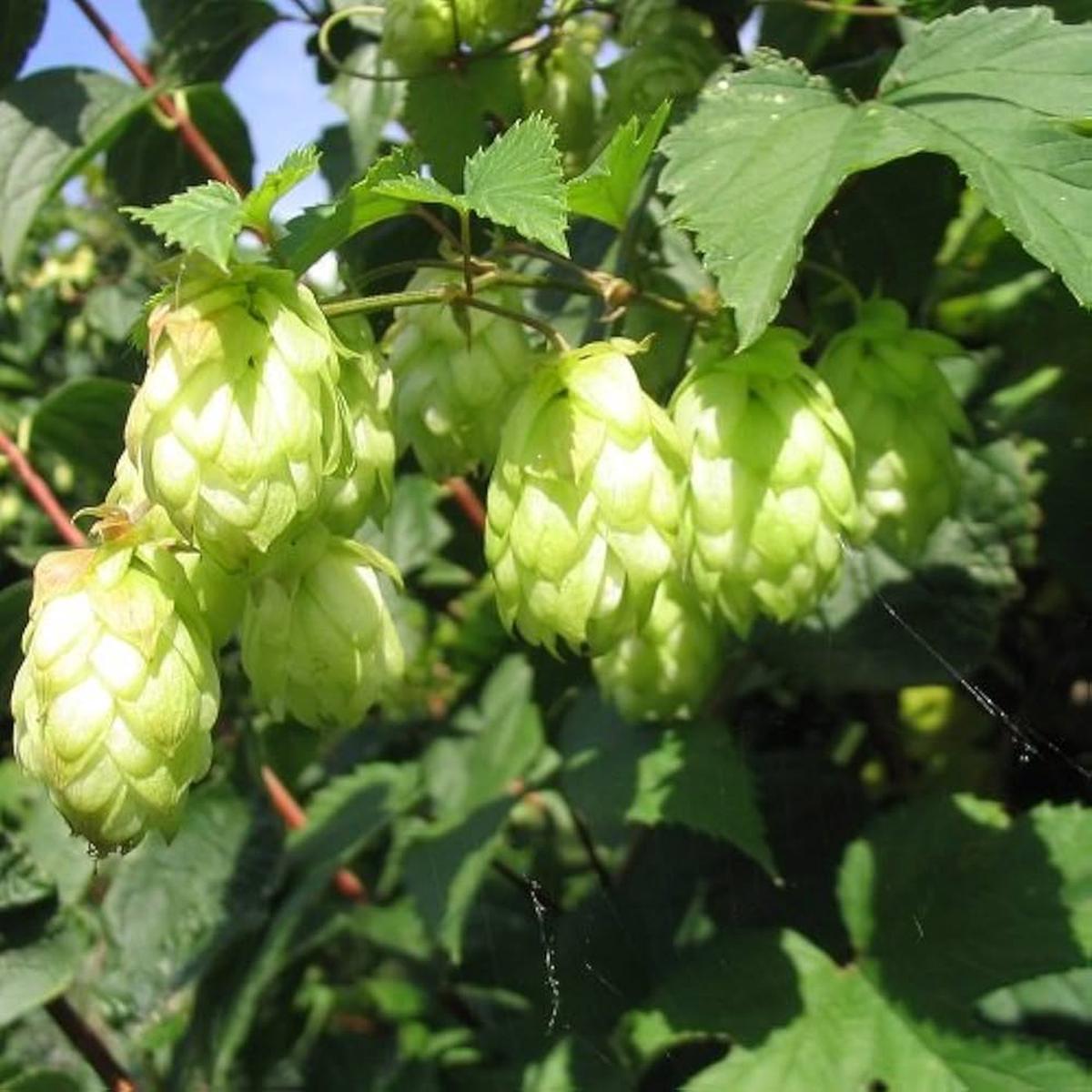 Green Hop Flower seeds for Planting – Low Maintenance, Heirloom & GMO Free Seeds for Home Garden