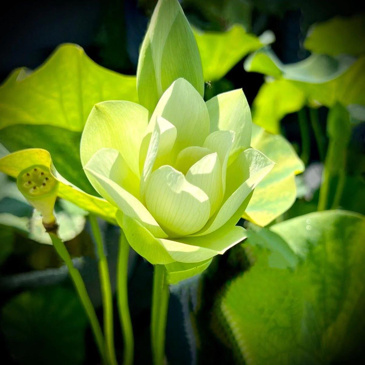 Green Lotus (Nelumbo Nucifera) Aquatic Plant Seeds Heirloom, Non-GMO, Perennial, Pond Plant
