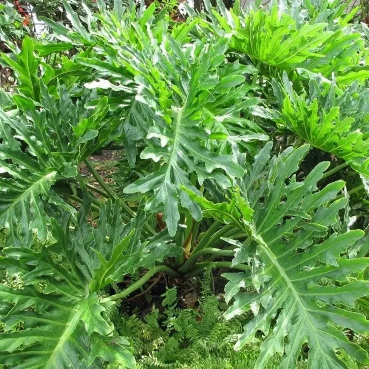 Green Philodendron Selloum Flower Seeds for Planting  Heirloom, Non-GMO, High Germination Organic Garden Seeds