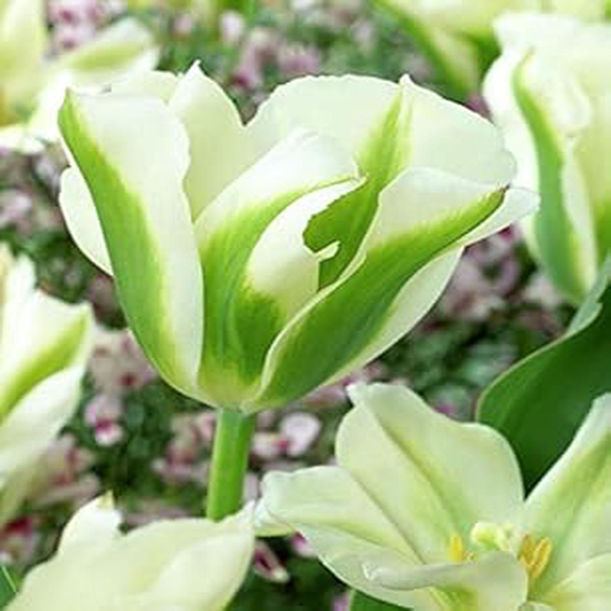Green Tulips Flower Seeds for Planting  Heirloom, Non-GMO, High Germination Organic Garden Seeds