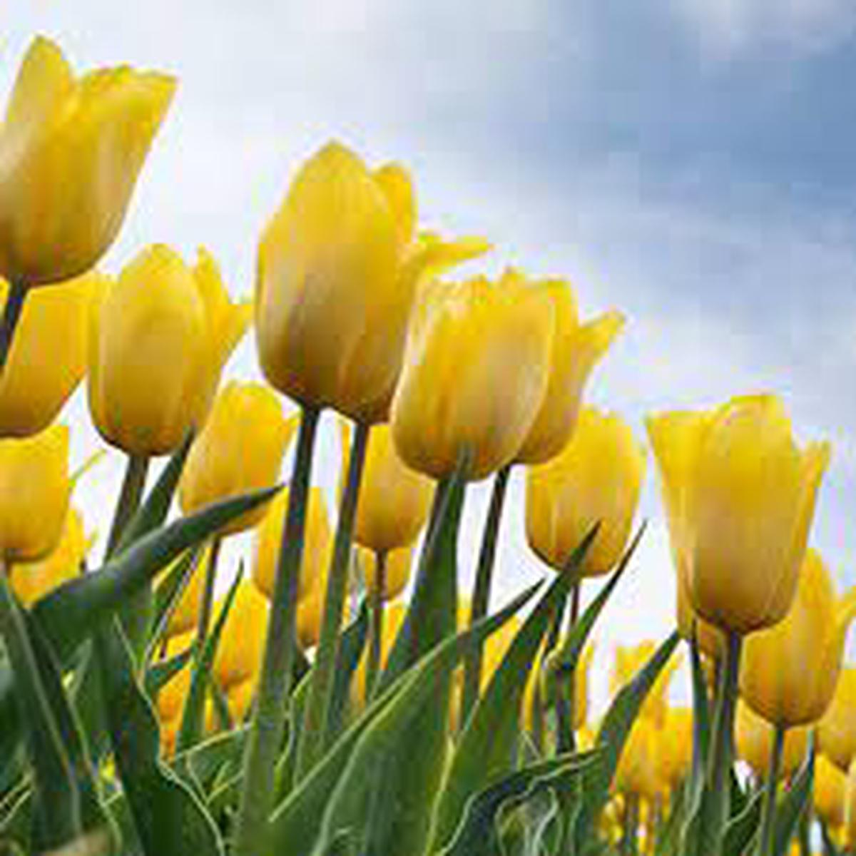 Green Yellow Tulip Flower seeds for Planting Pollinator Friendly Heirloom & GMO Free Seeds for Home Garden