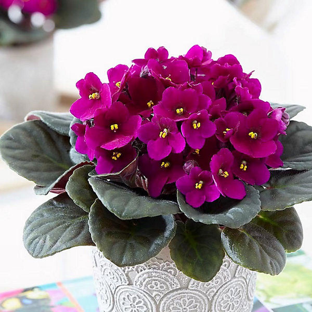 Heirloom African Violet Flower seeds for Planting Low Maintenance Heirloom & GMO Free Seeds for Home Garden Sale