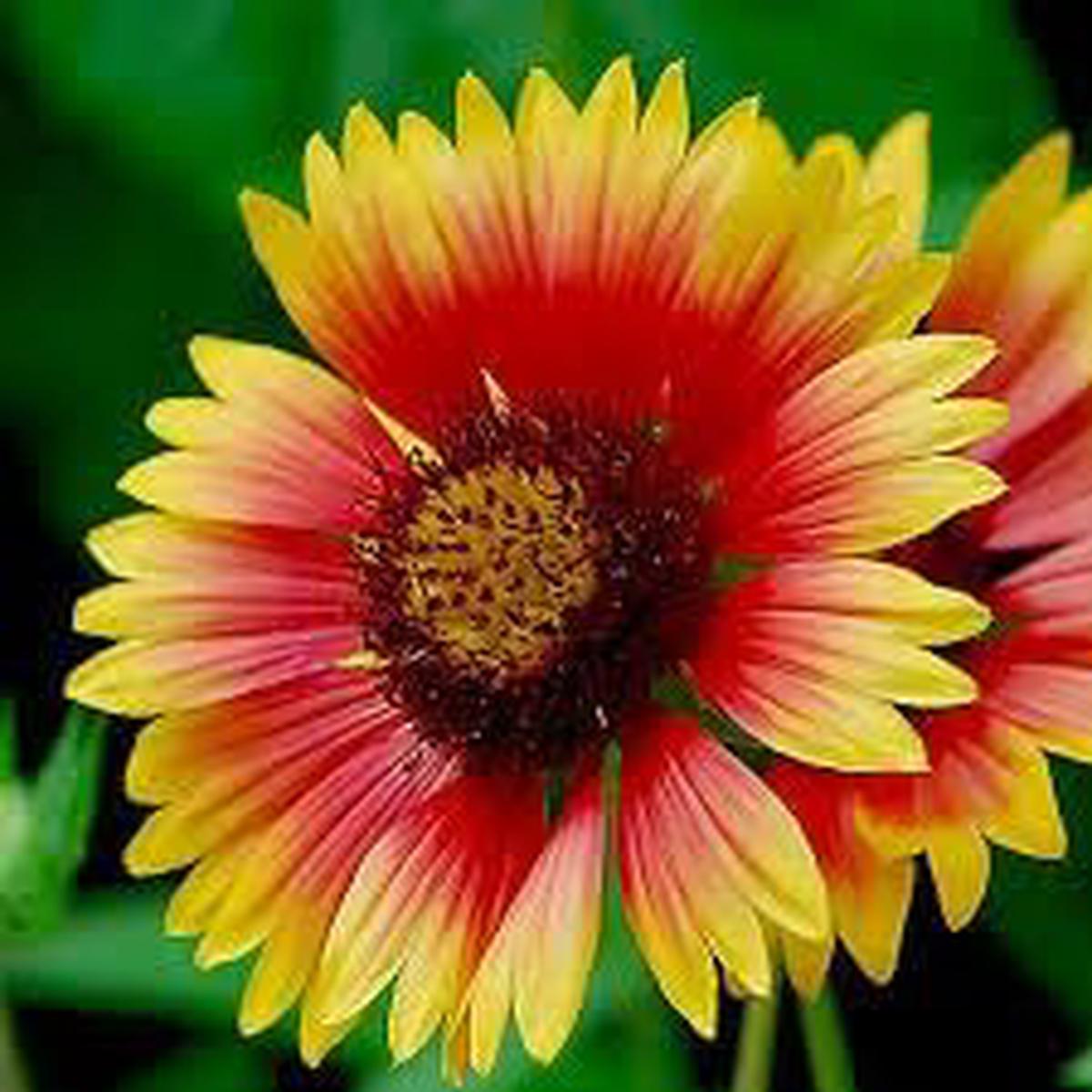 Heirloom Blanket Flower seeds for Planting Premium Quality Heirloom & GMO Free Seeds for Home Garden