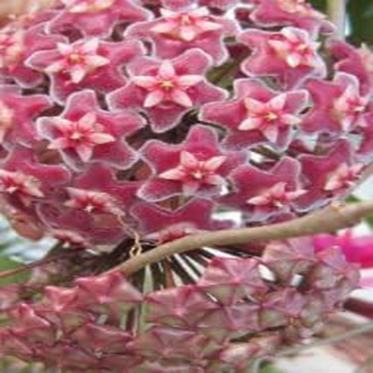 Heirloom Burgundy Hoya Flower Seeds for Planting  Non-GMO, Rare Fragrant Garden Blooms