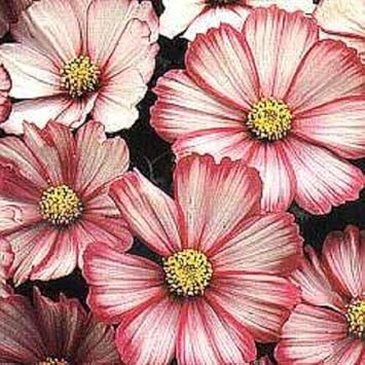 Heirloom Cosmos Peppermint Twist Flower Seeds for Planting  Premium Quality, Non-GMO, High Germination Organic Garden Seeds