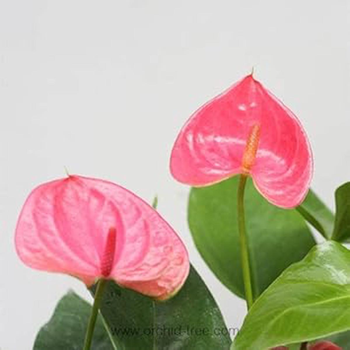 Heirloom Non-GMO Anthurium Flower Seeds for Planting ?? Pink Exotic Blooms