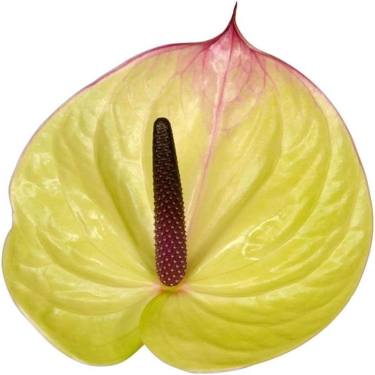 Heirloom Non-GMO Anthurium Flower Seeds for Planting  Tropical Houseplant Seeds