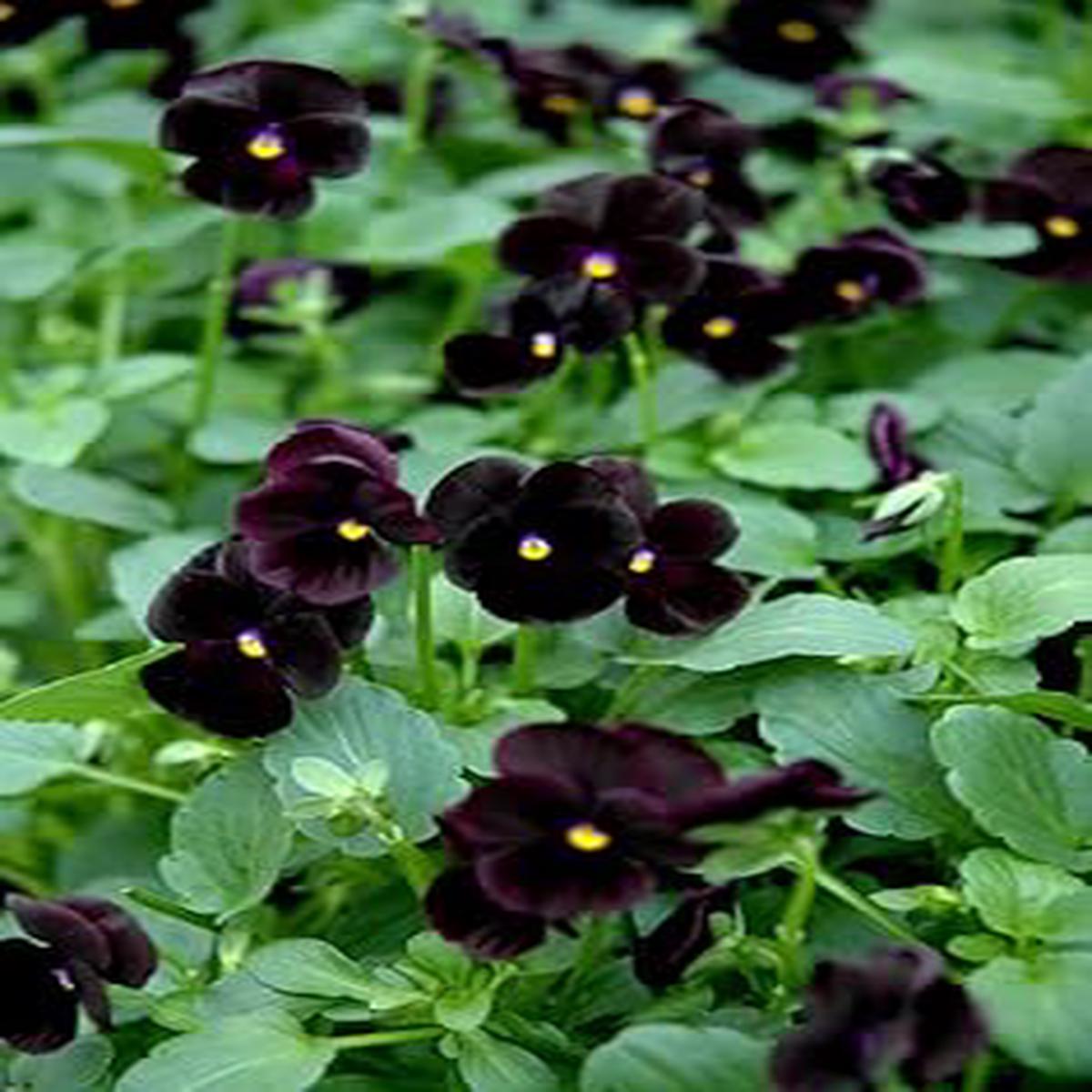 Heirloom Non-GMO Black Pansy Flower Seeds Unique Dark Blooms for Planting | High Germination Organic Garden Seeds
