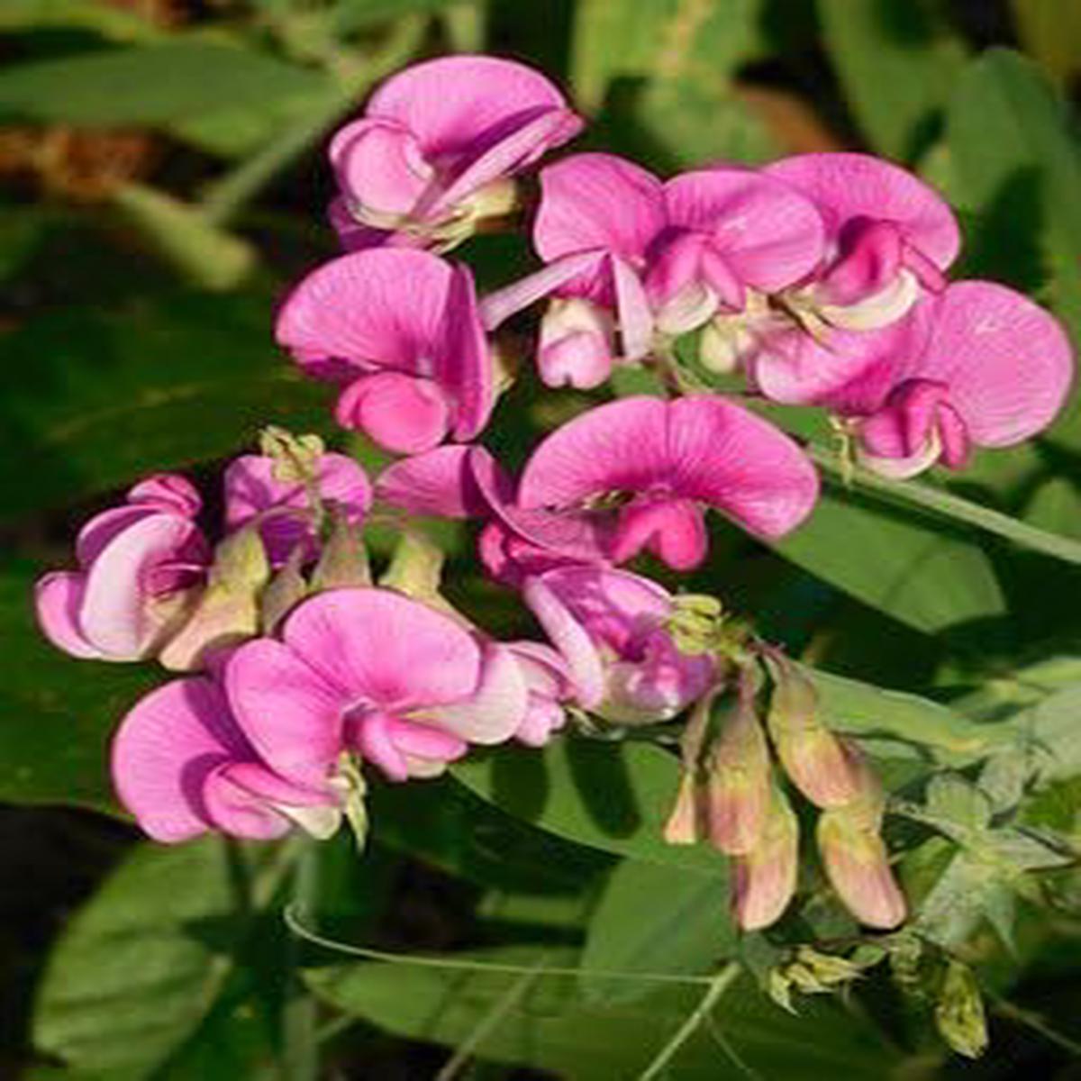 Heirloom Non-GMO Deep Blue Sweet Pea Flower Seeds High Germination Fragrant Climbing Flowers for Planting