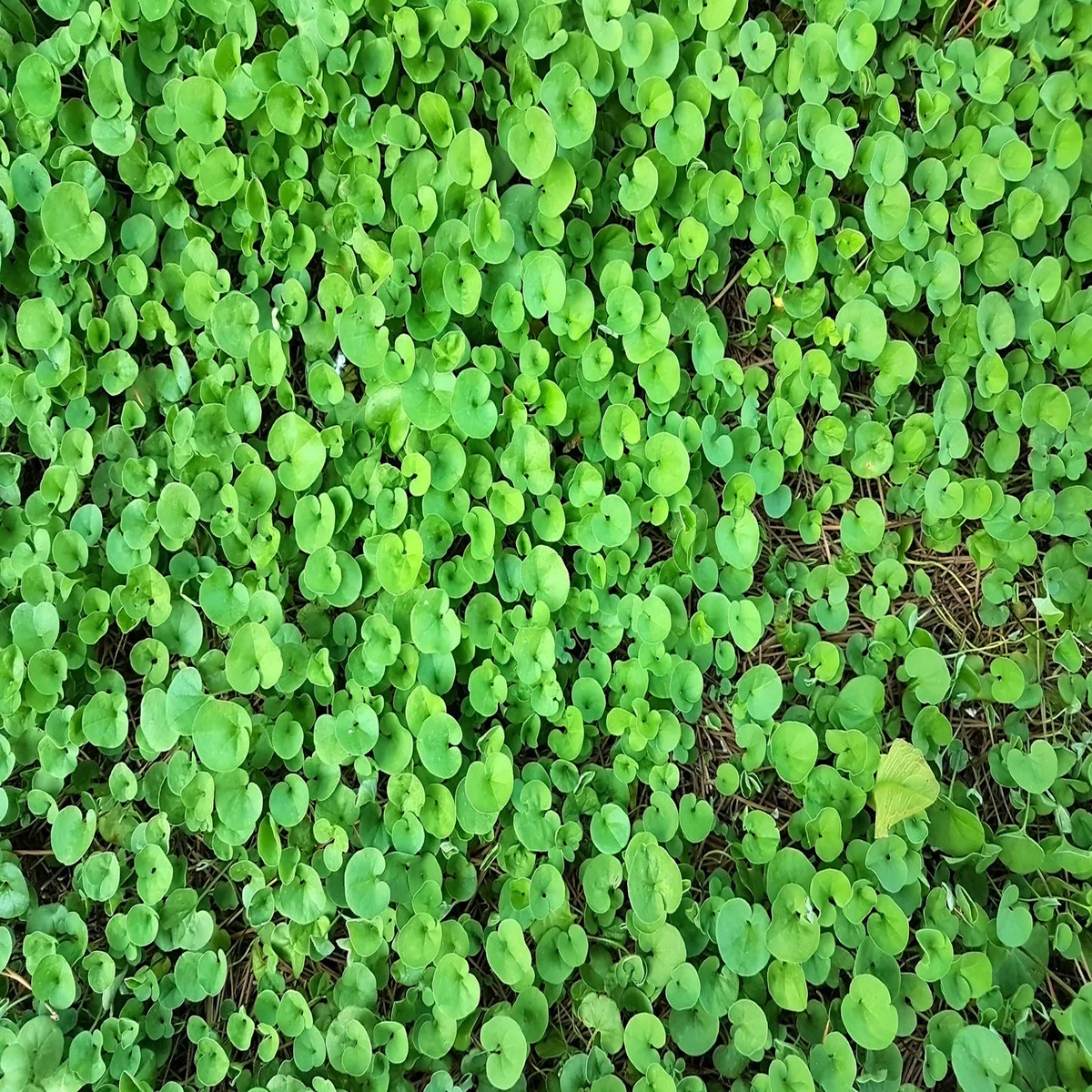 Heirloom Non-GMO Dichondra Ground Cover Plant Seeds for Planting Lush Low-Growing Foliage for Gardens