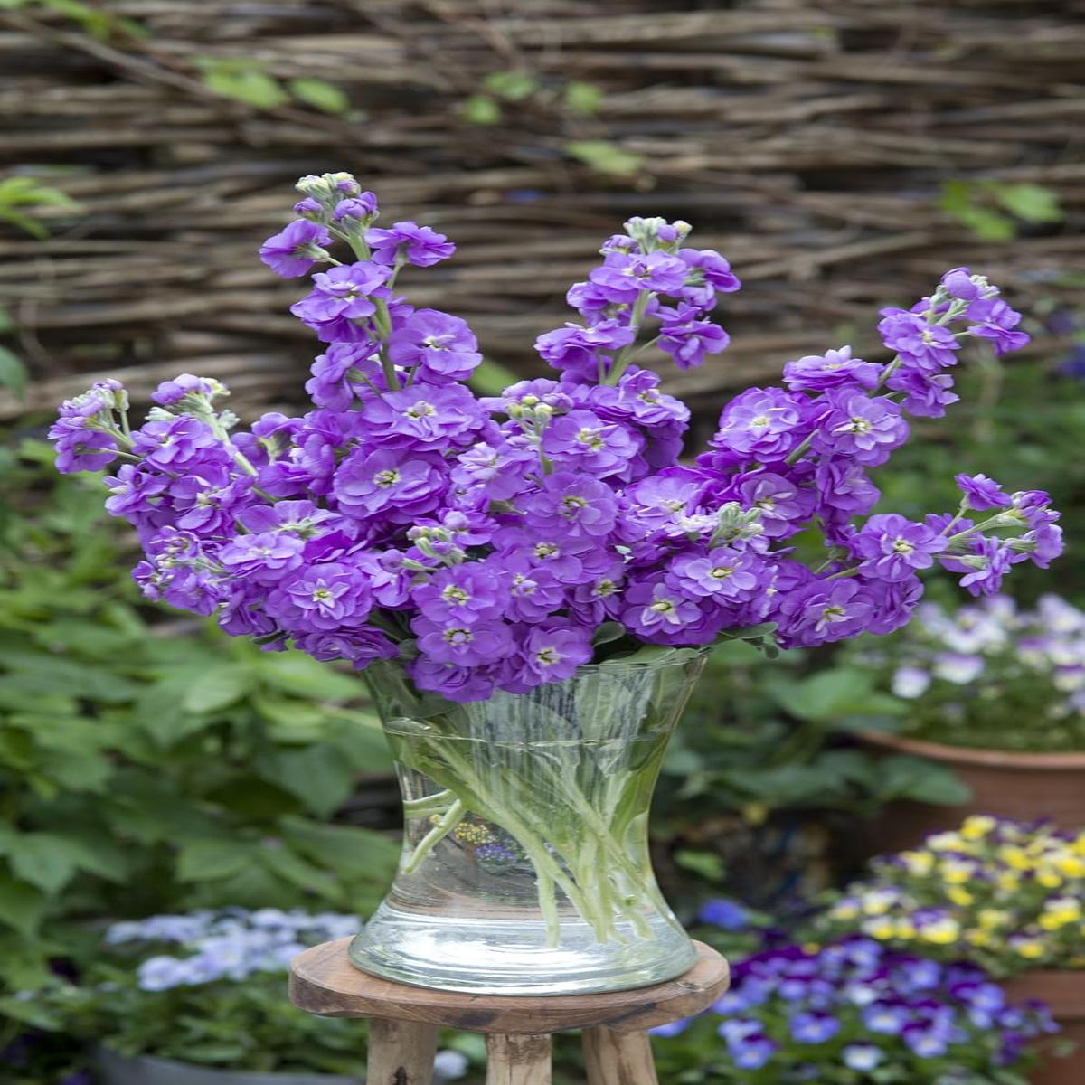 Heirloom Non-GMO Lavender Matthiola Incana Flower Seeds High Germination Fragrant Spring Blooms for Planting