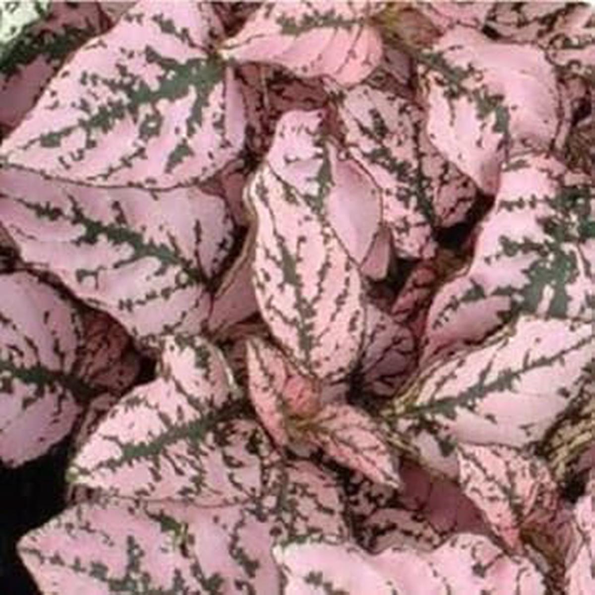 Heirloom Non-GMO Pink Hypoestes Splash Plant Seeds for Planting  Colorful Indoor & Shade Garden Seeds