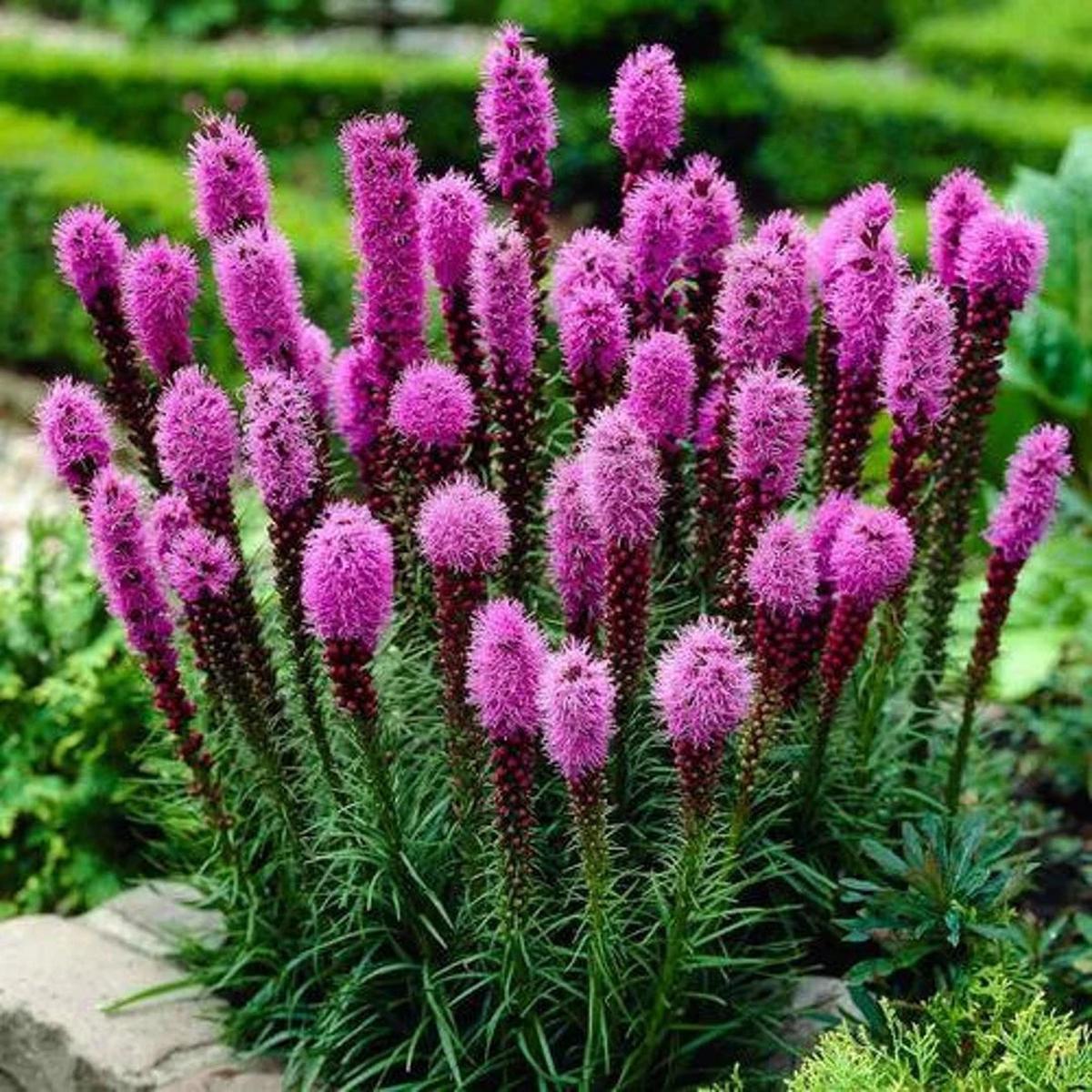 Heirloom Non-GMO Prairie Blazing Star Flower Seeds for Planting  Pollinator-Friendly Blooms