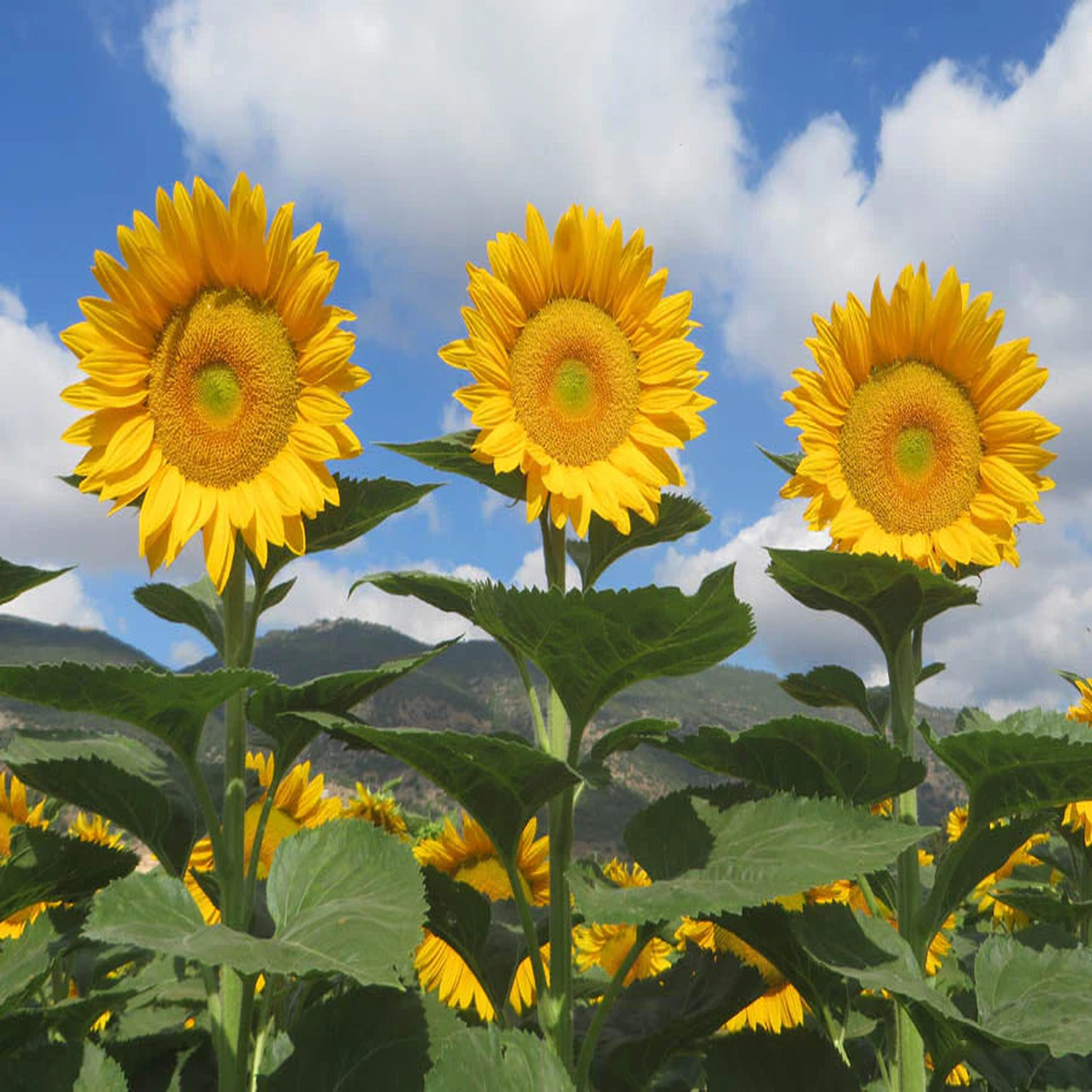 Heirloom Non-GMO Sunrich Gold Sunflower Seeds for Planting  Bright, Pollen-Free Blooms for Cutting Gardens