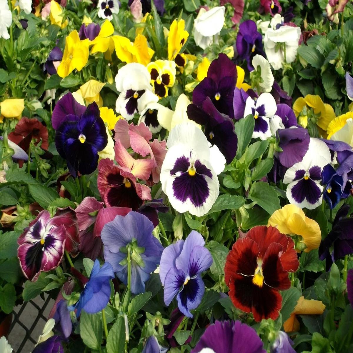 Heirloom Pansy Swiss Flower Seeds for Planting, Non-GMO