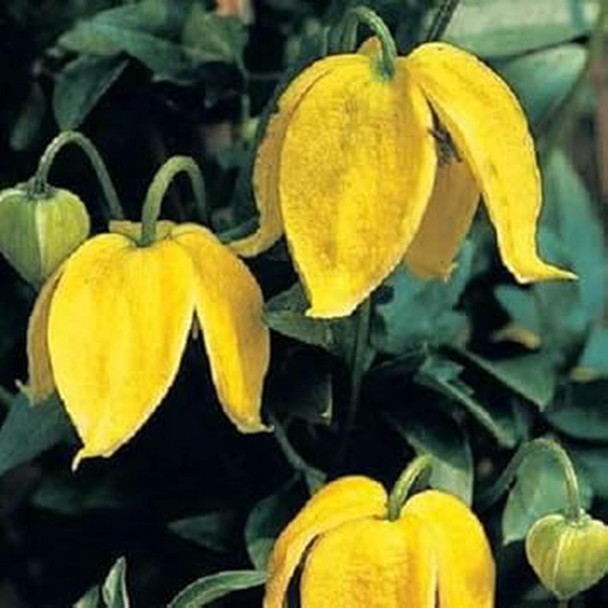 Heirloom Yellow Clematis Flower Seeds for Planting Non-GMO, High Germination Organic Garden Seeds