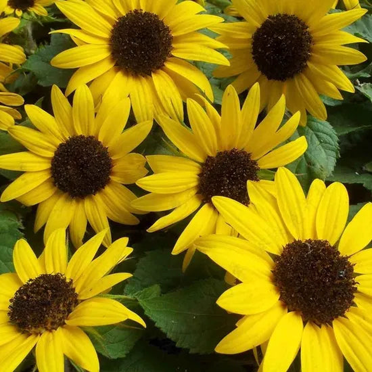 Helianthus Annus Poor Soil Tolerant Annul Herb Flower  Heirloom, Non-GMO, High Germination Organic Garden Seeds