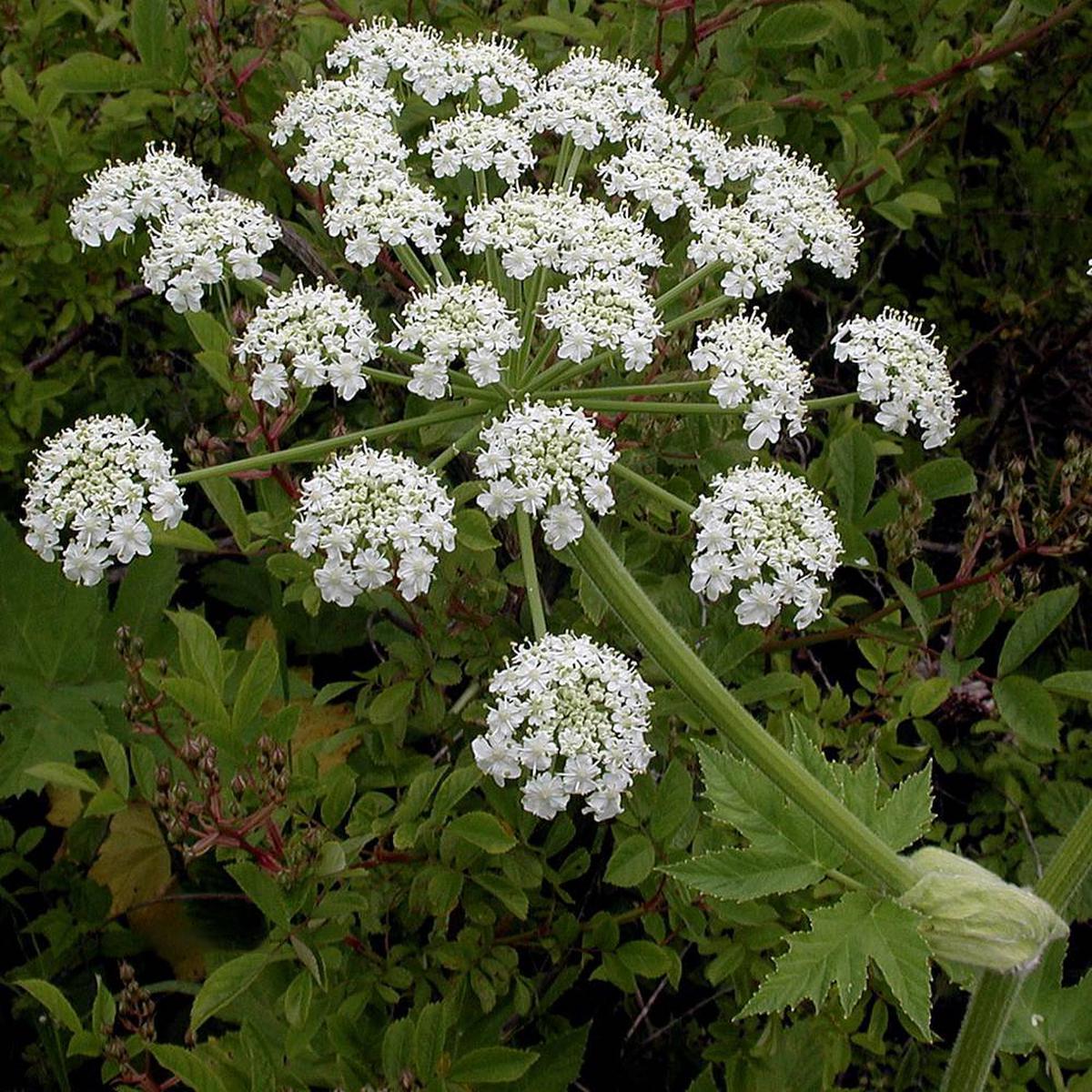 Heracleum Lanatum Flower seeds for Planting Long Bloom Season Heirloom & GMO Free Seeds for Home Garden Sale
